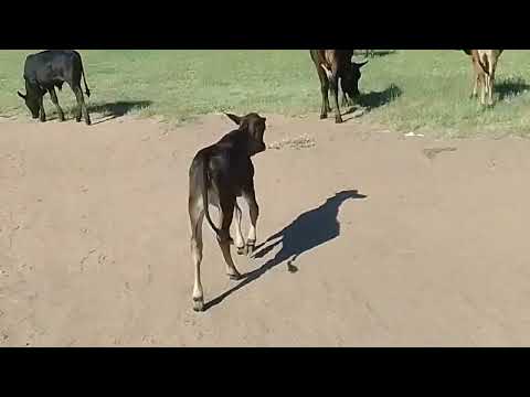 The Brahmans offsprings