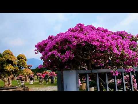 Festival das Flores de Pingtung Neipu-Wu Ma Ma Jiu Chongge (3-1)2023/11/19