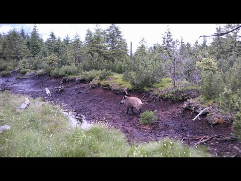 Angriff eines Wildschweins auf Wolfswelpen im Erzgebirge