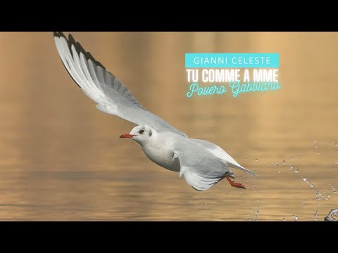 Gianni Celeste - Tu Comme a Mme - Povero Gabbiano (Official Video 2022)