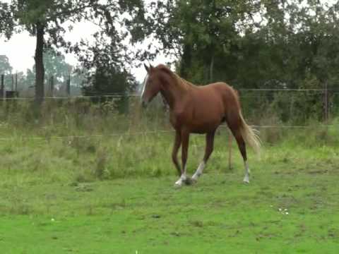 Wind Dancer-Dularus Hengst * 2009