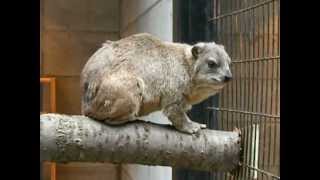 preview picture of video '夢見ヶ崎動物公園～ケープハイラックス / Cape Hyrax'