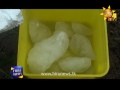 Icecube Falling Hanguranketha