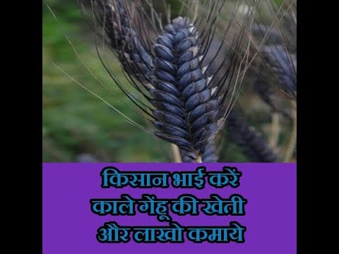 Agri junction natural black wheat & black wheat seed., packa...