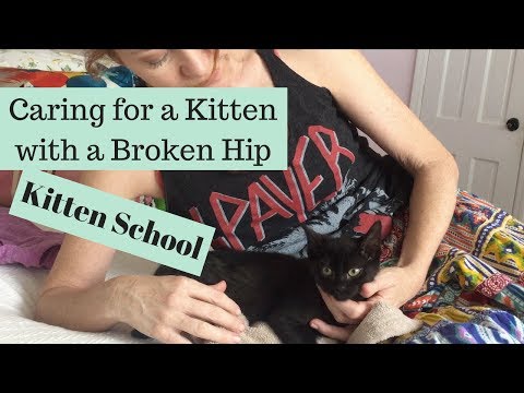 Emma the Kitten: Healing From a Broken Hip - Kitten School