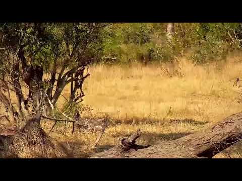 Djuma: Impalas and then Hippos too - 10:15 - 07/08/21
