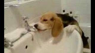 beagle drinking water
