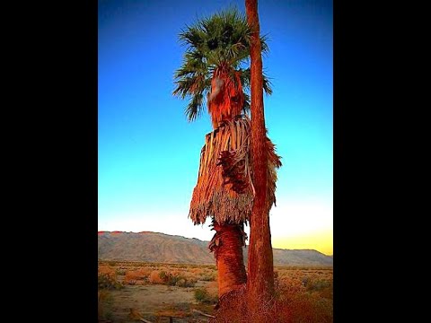 The Maara'yam (Serrano) Creation Story:  (*2 Versions)