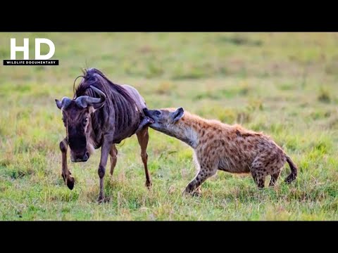 Hyena Documentary | Silent Assassins of the Savanna! | Wildlife Documentary