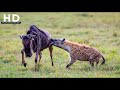 Hyena Documentary Silent Assassins Of The Savanna Wildlife Documentary