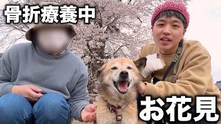 骨折中ですが、お花見に行くことになりました