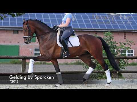 Gelding by Spoercken, *2012
