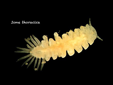 Vídeo de Ione thoracica