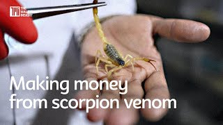 Engineer makes money from extracting scorpion venom