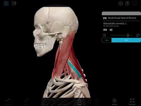 Visible Body | The Scalenes in Lateral Flexion of the Neck