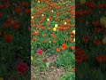 Musim Semi Korea Korean Musimsemi Sakura