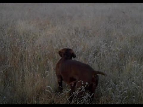 CAZA de CODORNIZ. Kai y Ying «Vintage»(II) – bonviedro.com