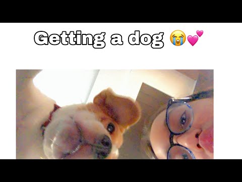 a new member in our family 🐕