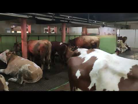 Farma mliječnih krava - SD Dervišević - ventilatori MF 50