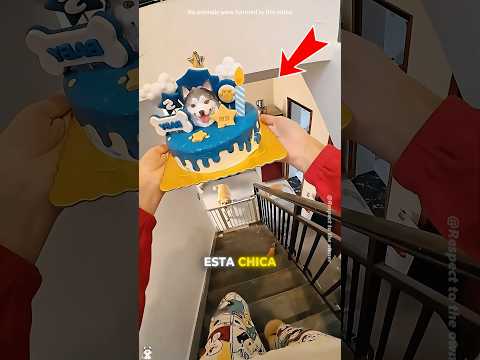 ¡Compró un pastel para su husky... y al día siguiente comenzó el caos#shorts
