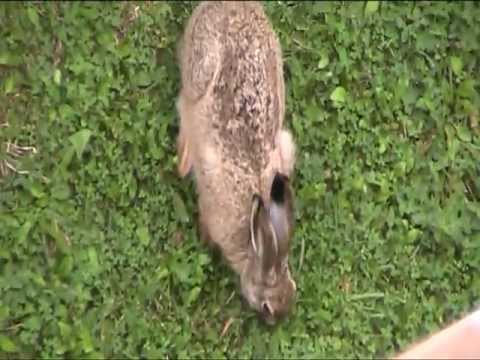 Loistava maamu 16.8.2011