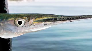 Рыба сарган как и на что ловить