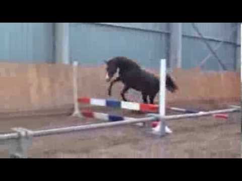 Casall/ Landos /VCalvados II    2010 mare