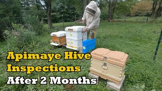 Apimaye Hive Inspections After 2 Months