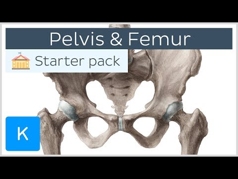 Pelvis (Hip bone) and Femur - Human Anatomy | Kenhub