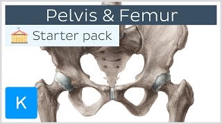 Pelvis (Hip bone) and Femur - Human Anatomy  Kenh