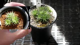 [品種紹介]多肉植物 Deuterocohnia brevifolia ssp. chlorantha[デウテロコニア ブレビフォリア ssp. クロランサ]