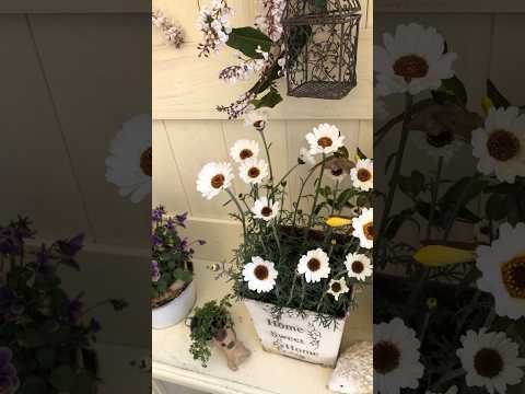 庭の古い手押し車を本当に魔法のフラワープランターに変えるにはどうすればよいでしょうか?  庭園