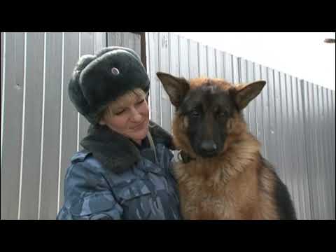 В Курской ИК-9 рассказали, как готовят собак на службу