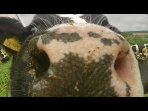 JAREK NOHAVICA - HLÍDAČ KRAV