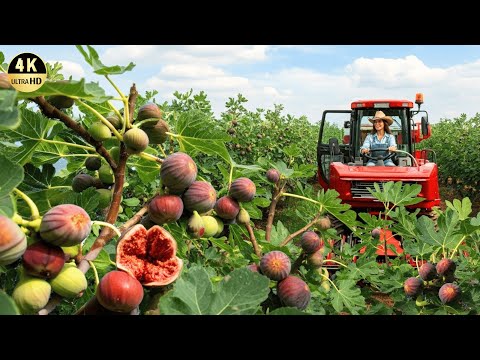 How Turkish Farmers Grow and Harvest Millions of Figs | Amazing Agriculture Technology Documentary