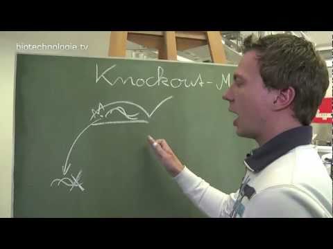 Kreidezeit 81: Knockout Maus