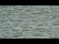 Lacul Turcoaia Jud Tulcea