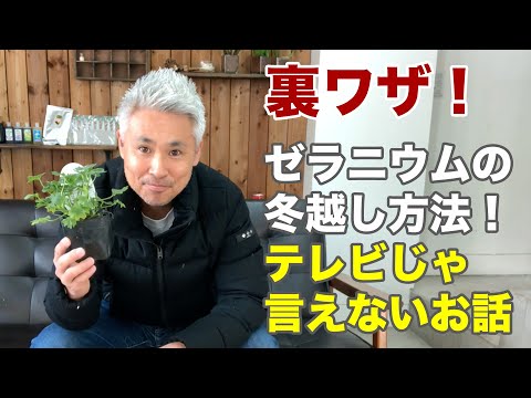 ゼラニウムの水やり：開花を促すために水に何を加えることができますか？  庭園