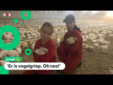 , title : 'De 160.000 kippen van Nienke en Wout moeten binnenblijven'