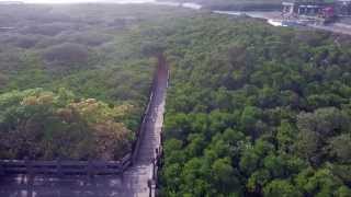 preview picture of video 'Hsingfeng Mangroves, Taiwan'
