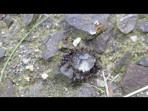 Odorous House Ants Found Outside of Warehouse in Middletown, NJ