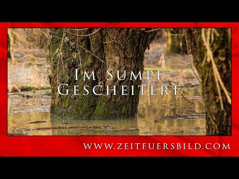 FOTOGRAFIE im WINTER -  Der schneelose WALD