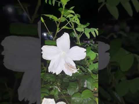 beautiful flowers 🌷