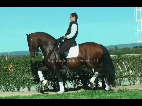 SOLD - GRAND PRIX ANDALUSIAN HORSE - YOUNG RECOMMENDED STALLION FOR DRESSAGE