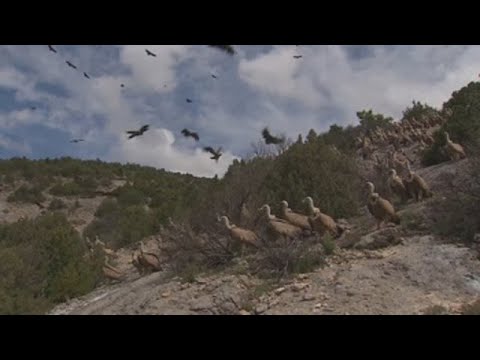 A lifetime spent among the griffon vultures of northern Spain
