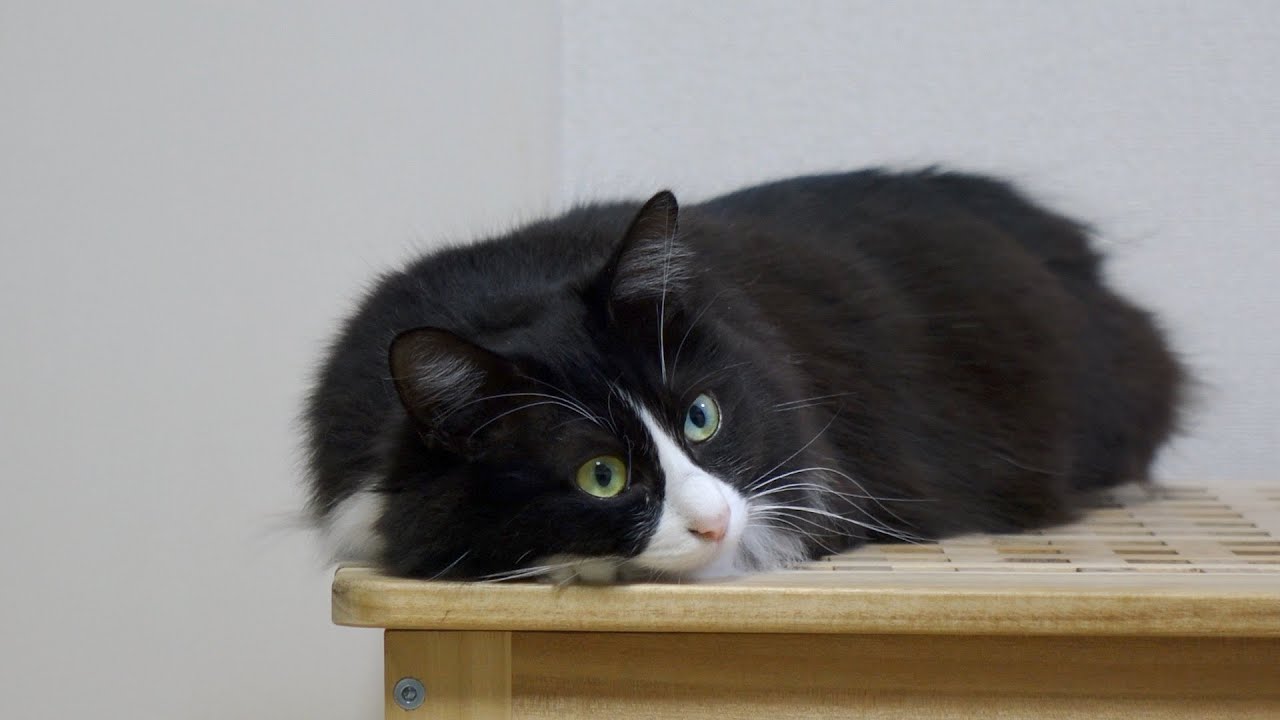 【定点】眠たいんだけど色々気になっちゃって眠れない猫にお触りしたい気持ちを我慢してみたんだけど...笑