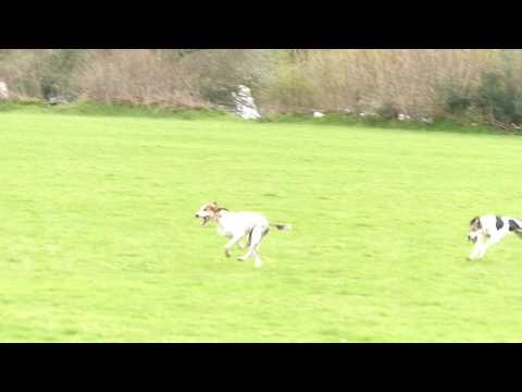 Bower House Saturday 1st April Seniors Try Time, Jenny's Delight and Try Again