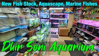 Dhirsoni Aquarium Store's Best Kept Secret: New Fish Stock You Need to See!