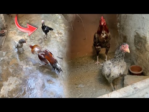 There was a fight between the new cock and the hen 😱