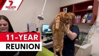 Missing cat reunited with owner after 11 years | 7NEWS